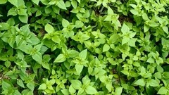 [clever light] galaxy of music of fabulous work _ 