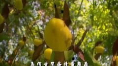 Human society spends - short of music of violet de