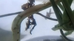 [drip-drop] galaxy of music of fabulous work _ , s