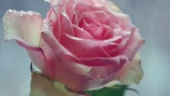 The galaxy of _ of rose piano music in rain, scene