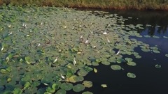 Go up in beautiful blue Danube - galaxy of wet egret garden _