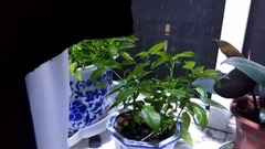 [late at night the fish is not static] galaxy of m