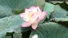 Short of music of _ of Yun Shuichan heart