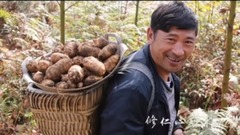 Of the tuber of elevated gastrodia love _ Zu Hai