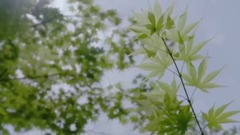 Work of books of Wang Junkai's individual " time