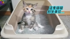 The appearance    favour that small  Zuo   Zuo  is