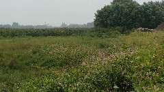 [Chen Yue] scenery of fabulous work _ , former voice of movie and TV, musical short, light music, ch