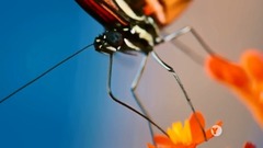 The kiss of demon _Bandari, former voice of movie