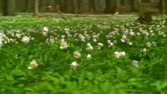 Scenery of contemplative garden _ , former voice o