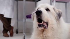 The Purple Pet Bed - Scientific Comfort For Your D