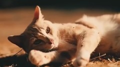 Euramerican galaxy of Fall In Love _ , musical short