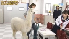 Alpaca _AKB48, the hemp that cross a border is fri