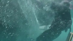 The film " gigantic tine shark " issue galaxy of