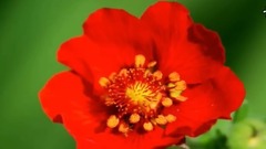 Colourful flower _ Euramerican galaxy, scenery, mu