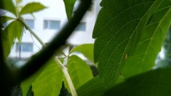 [the piano music of Shi Jin night] scenery of fabu