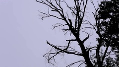 Sekret_ Euramerican galaxy