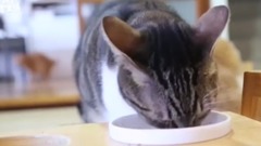 [of Huang Ama hind Gong Sheng is vivid] a day of g