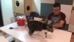 [Huang Ama's direct seeding] grapefruit short of 