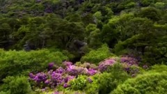 Walk into Irish Ireland Gu Bao short of music of b