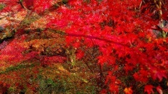 Red of < morningstar lily blossoms brilliant red >
