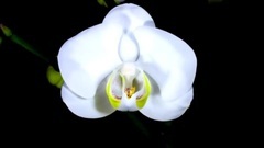 Short of Petr Ilyich_ music