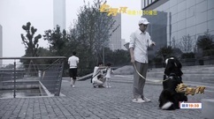 [Old boy] the 13rd collect is premonitory [edition exceeding Qing Dynasty] _ Lin Yichen