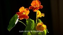 UNUL_ music short, light music