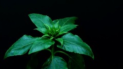 Short of music of Time Lapse Of Sunflower From See