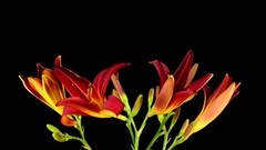 Short of music of Time Lapse_ Hermosas Flores Abri