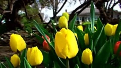 Short of music of Spring 2010 - The Flowers Are Bl