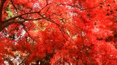 The weather is cool good autumn _ galaxy, chinese 