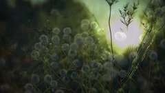 I Have A Dream _Andre Rieu, musical short, light m