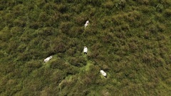 Himno Eterno_ Euramerican galaxy