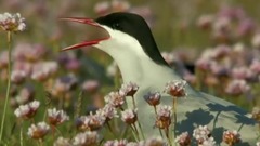 Sing galaxy of music of hill month _ , scenery, mu