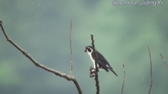 China-JiangXi-WuYuan-pied Falconet-2019May-feeding_ bud is bestowed favor on