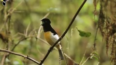 Bud of Isaacson Wind Bird_ is bestowed favor on