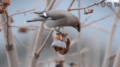 Bud of Japan S Hailing And Zhu Hailing_ is bestowed favor on