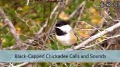 Bud of Black Bird Songs_ is bestowed favor on