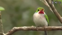 Bud of Noise Short Tail E_ is bestowed favor on