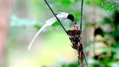 Bud of India's Sash Birds_ is bestowed favor on