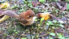 Bud of On The Side Of The Road Found A Detachment Of The Shrike_ is bestowed favor on