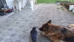 Playing Ball. . . . _ bud is bestowed favor on