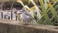 Bud of The Japanese Wagtail Foraging_ is bestowed