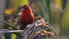 Bud of The Red Plum Blossom Birds Chirping_ is bestowed favor on