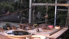 Bud of In The Winter To Hurl Food Foraging Birds_ is bestowed favor on