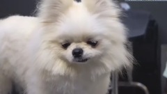 Hard nucleus hairdressing, a scissors changes the destiny of rich beautiful dog | Bud of pet hairdre