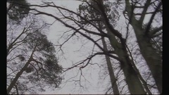 English Rose_ Euramerican galaxy