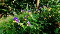 Scenery of LE MESSAGER PROTECTEUR_ , musical short