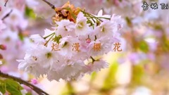 Galaxy of _ of brilliant oriental cherry, eurameri