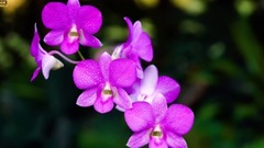 Beautiful world _ Dong Zhen, music galaxy, scenery